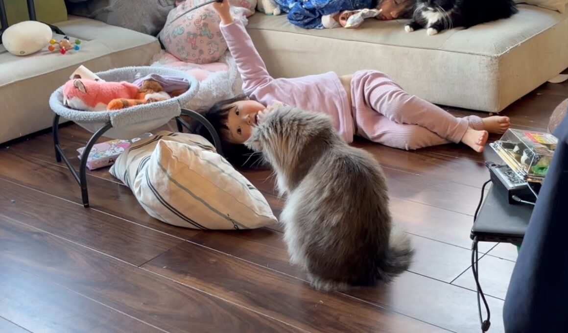 幼児から適当に遊ばれても全力な猫　サイベリアン