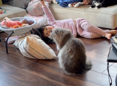 幼児から適当に遊ばれても全力な猫　サイベリアン