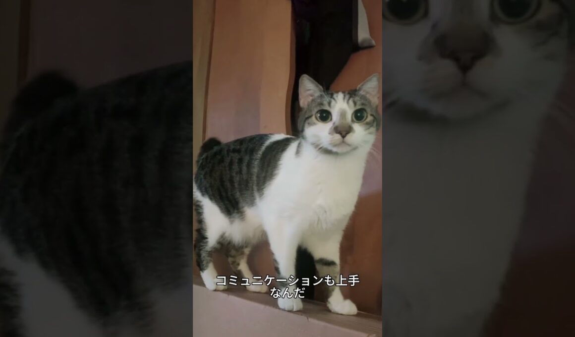 これがジャパニーズボブテイル！しっぽがポンポンみたいな日本猫🐱✨ #ジャパニーズボブテイル#猫好き #かわいい猫 #猫