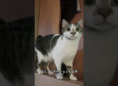 これがジャパニーズボブテイル！しっぽがポンポンみたいな日本猫🐱✨ #ジャパニーズボブテイル#猫好き #かわいい猫 #猫