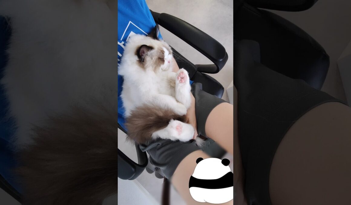 すぐぬいぐるみ化する子猫🧸 #shorts #ラグドール #子猫 #猫のいる生活 #甘えん坊猫 #ぬいぐるみ猫