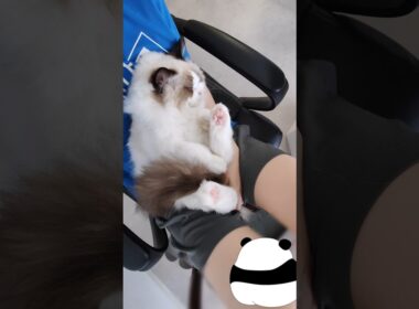 すぐぬいぐるみ化する子猫🧸 #shorts #ラグドール #子猫 #猫のいる生活 #甘えん坊猫 #ぬいぐるみ猫