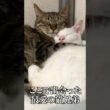 最愛の猫兄弟（妹）、命はめぐる   #cat #kitten #猫 #子猫 #ねこ #こねこ #shorts  #保護猫  #猫のいる暮らし