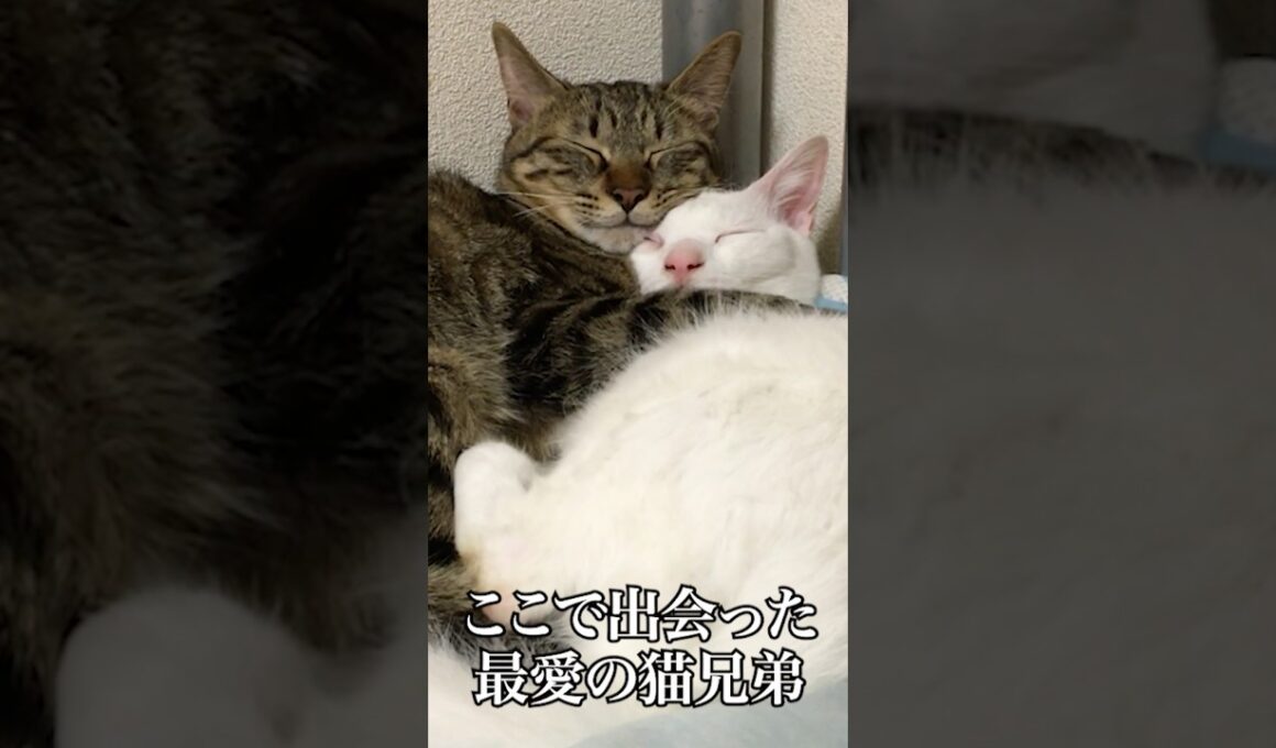 最愛の猫兄弟（妹）、命はめぐる   #cat #kitten #猫 #子猫 #ねこ #こねこ #shorts  #保護猫  #猫のいる暮らし