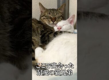 最愛の猫兄弟（妹）、命はめぐる   #cat #kitten #猫 #子猫 #ねこ #こねこ #shorts  #保護猫  #猫のいる暮らし