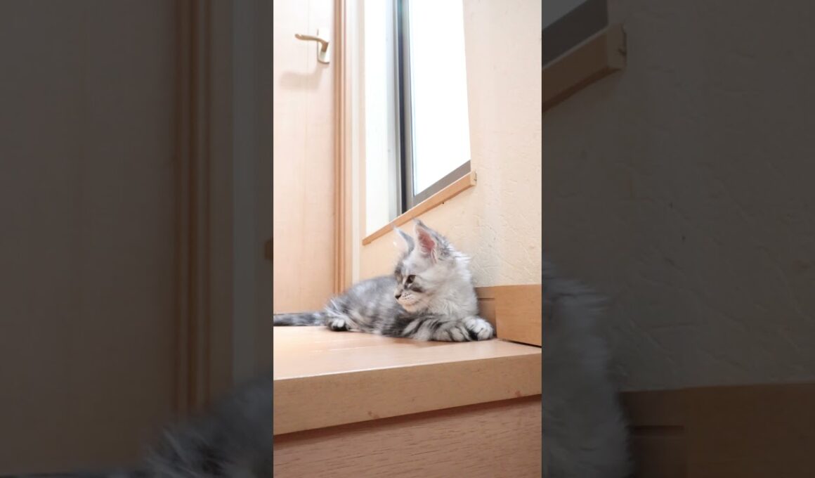 生後71日シルバーのメインクーン翔之介君