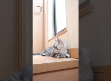 生後71日シルバーのメインクーン翔之介君