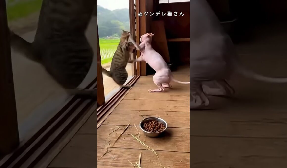 スフィンクス猫と黄色い猫の静かな対面 | 스핑크스 고양이와의 만남 | #ツンデレ猫 #農場猫 #猫観察