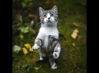 #shorts Cute BABY CATS#awwanimals