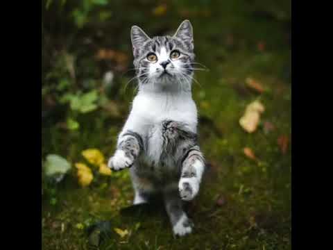 #shorts Cute BABY CATS#awwanimals