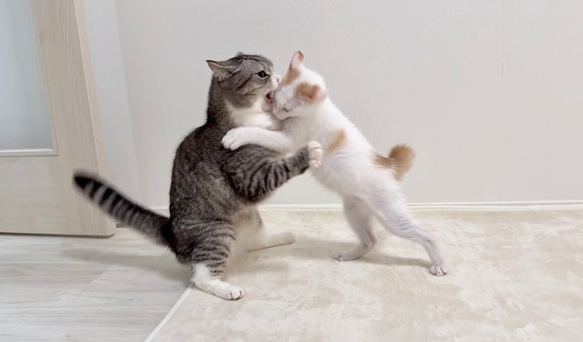 初めて新入り子猫がボスに喧嘩を売ったらまさかの展開になりました…