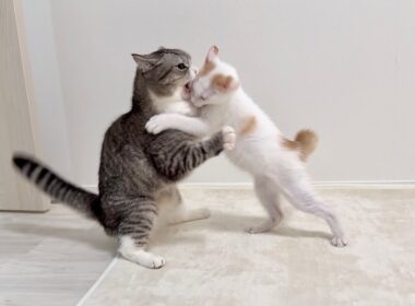 初めて新入り子猫がボスに喧嘩を売ったらまさかの展開になりました…