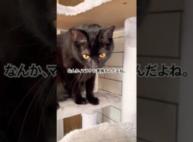 主のつぶやき。#cat #猫のいる暮らし #ボンベイ #ねこ #黒猫