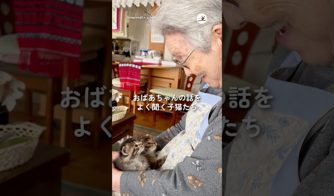 おばあちゃんの話しをよく聞く子猫たち｜PECO