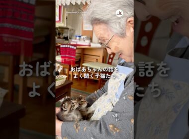 おばあちゃんの話しをよく聞く子猫たち｜PECO