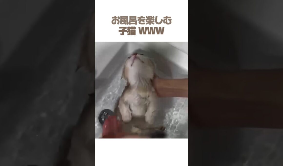 お風呂を楽しむ子猫 WWW