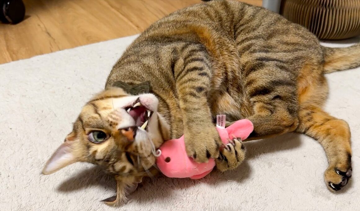 ティガーが狂っちまったよ…