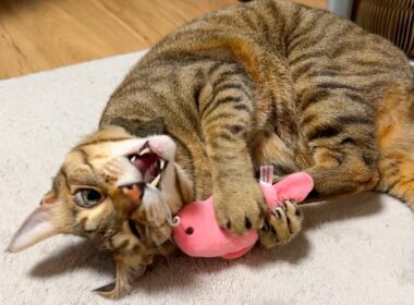 ティガーが狂っちまったよ…