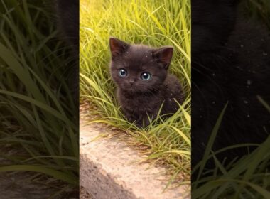 道ばたにいた小さな子猫 #保護猫 #rescuecat #shorts