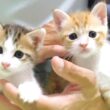 手乗り子猫達がおじさんの右手でまったり【赤ちゃん猫　保護猫】