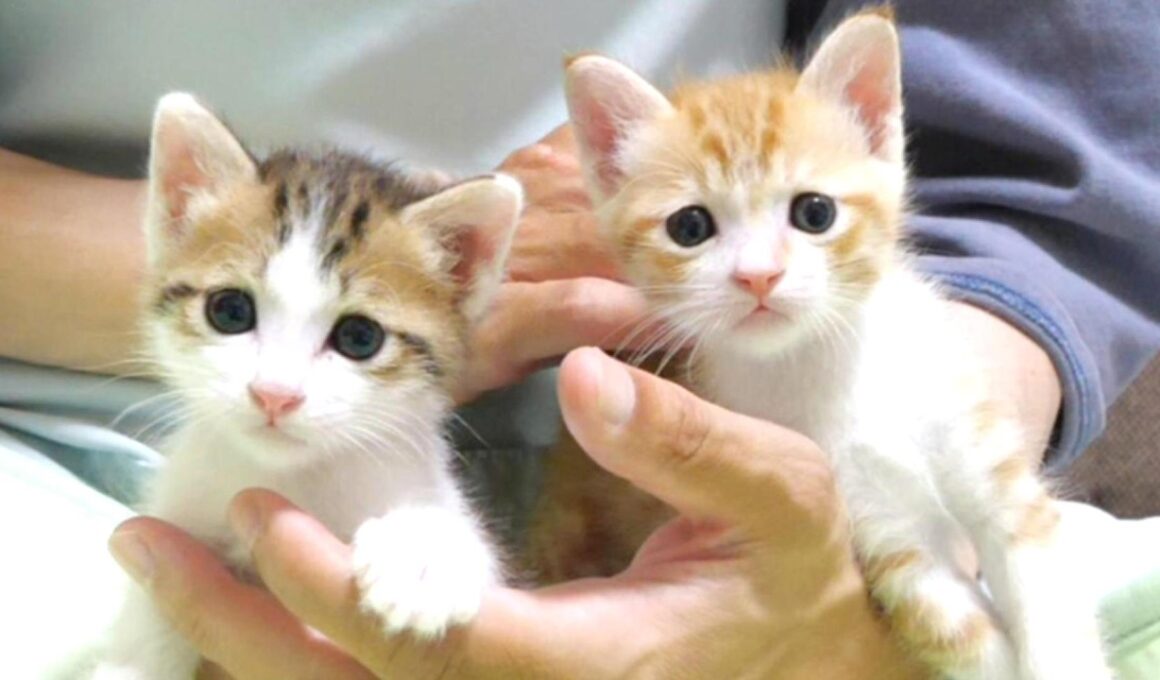 手乗り子猫達がおじさんの右手でまったり【赤ちゃん猫　保護猫】