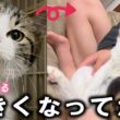 久しぶりのしゃけまる登場！子猫の成長ってほんと早い…