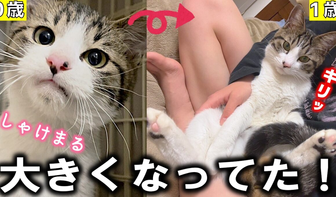 久しぶりのしゃけまる登場！子猫の成長ってほんと早い…