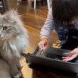 勉強を邪魔したい猫　ラガマフィン　サイベリアンA cat that wants to disturb your studies. Ragamuffin. Siberian
