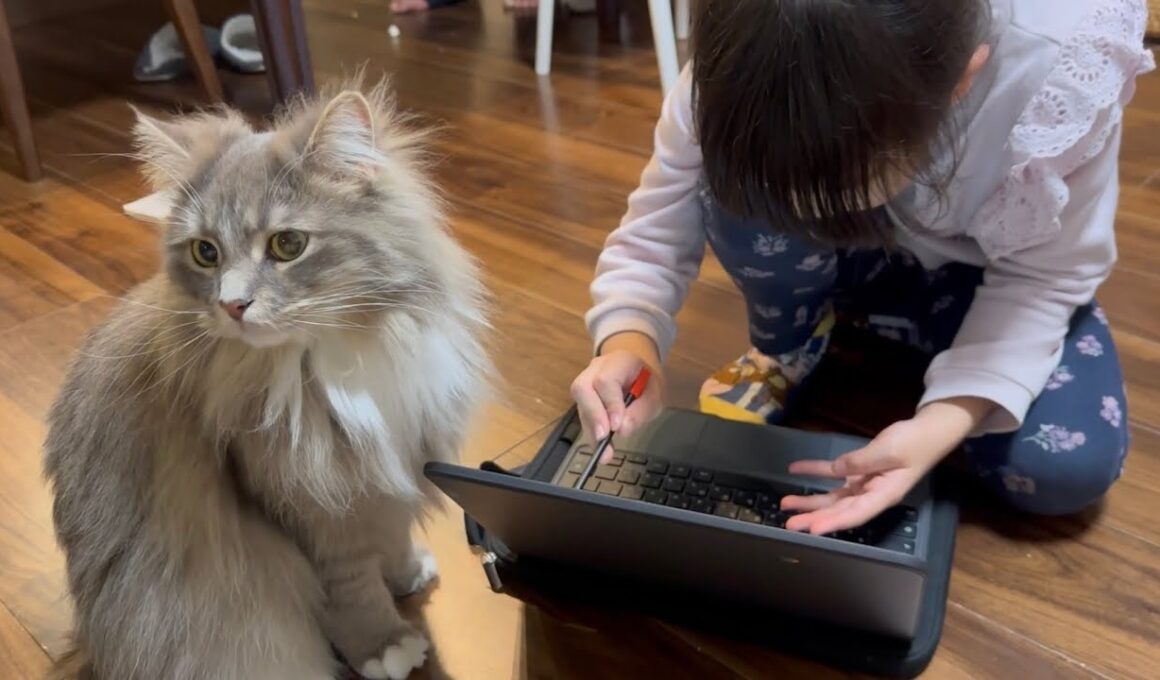 勉強を邪魔したい猫　ラガマフィン　サイベリアンA cat that wants to disturb your studies. Ragamuffin. Siberian