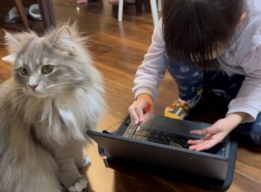 勉強を邪魔したい猫　ラガマフィン　サイベリアンA cat that wants to disturb your studies. Ragamuffin. Siberian