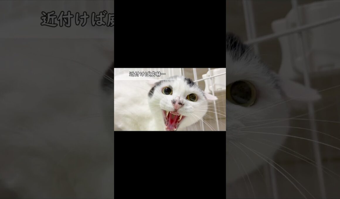 ゴミを漁っていた孤独な野良猫に起こった“信じられない奇跡”とは？