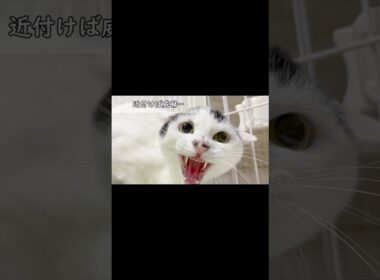 ゴミを漁っていた孤独な野良猫に起こった“信じられない奇跡”とは？