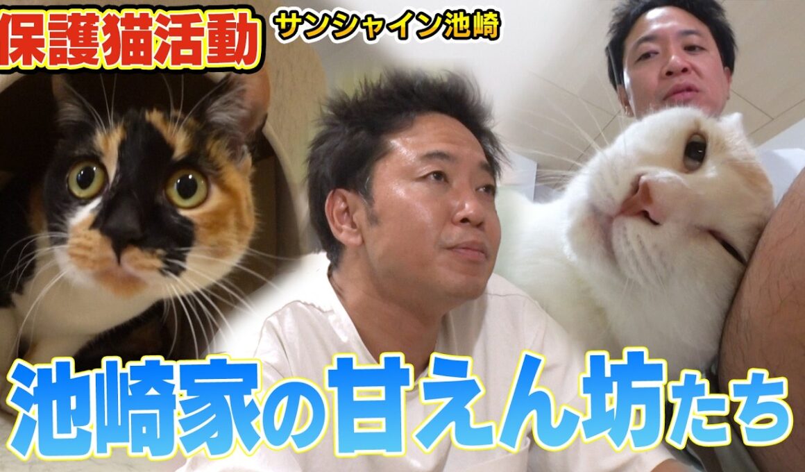 【サンシャイン池崎】甘えん坊の保護猫ブルボンと雷ちゃんが猫おじさんにべったりでした