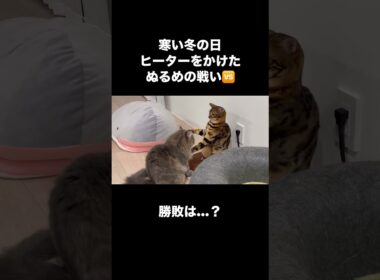 【サイベリアン＆ベンガル】あったかヒーターをかけた優しめの猫パンチバトル　勝敗は、、、？ #猫動画 #ねこ #bengal #猫のいる暮らし #ネコ #ベンガル #サイベリアン  #siberian