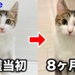 襲われてた子猫を保護して８ヶ月が経過しました