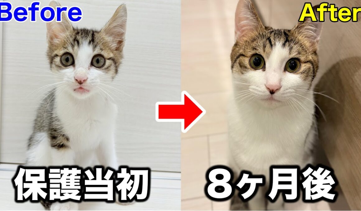 襲われてた子猫を保護して８ヶ月が経過しました