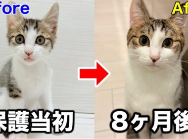 襲われてた子猫を保護して８ヶ月が経過しました