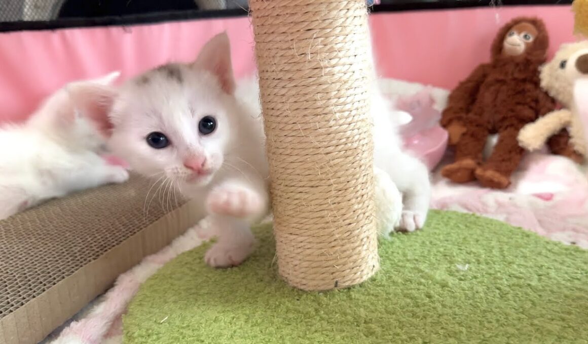 生後27日 ヨロヨロのやんのかステップを披露する子猫【白玉ちゃん日記】　Diary of a 27-Day-Old Kitten