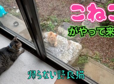 子猫がやって来た‼️😊　　「帰らない野良猫」