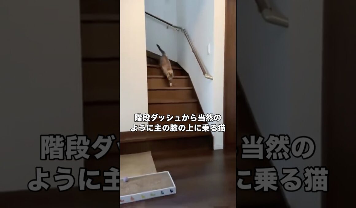 膝乗り名人の猫がなぜか2階に上がり呼び戻してみたら超特急で階段降りてきた #シャムトラ #シャム #トラ猫 #shorts