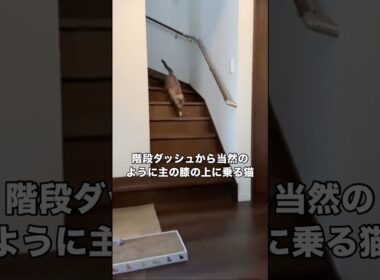膝乗り名人の猫がなぜか2階に上がり呼び戻してみたら超特急で階段降りてきた #シャムトラ #シャム #トラ猫 #shorts