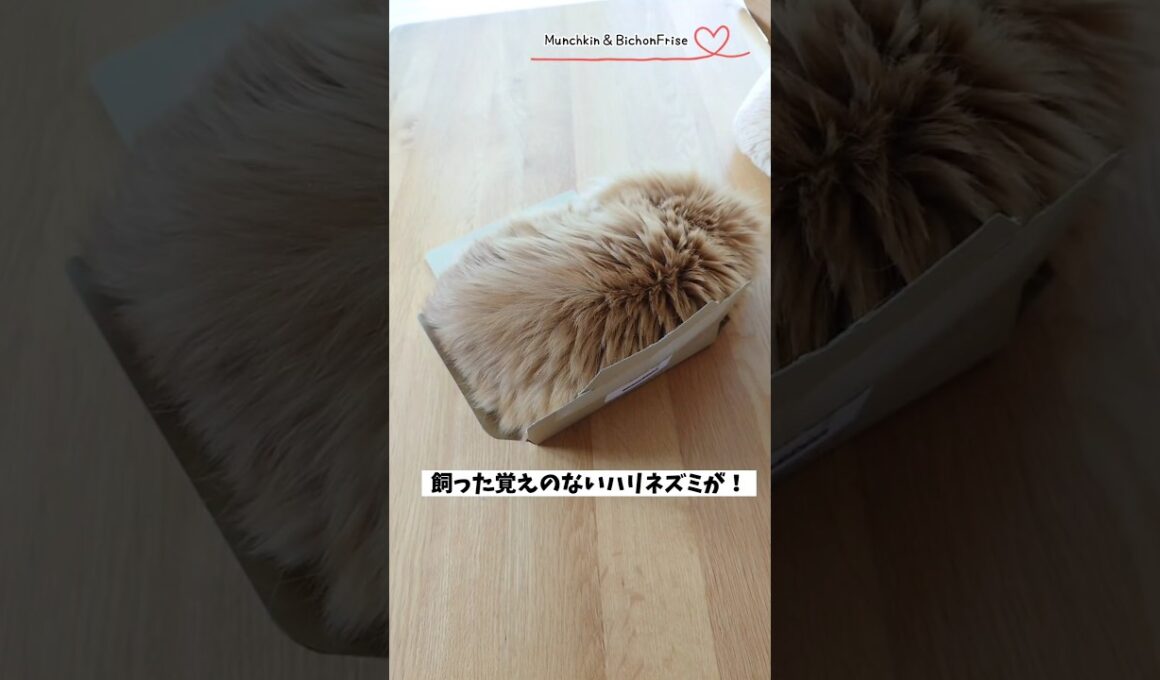 【マンチカン】ハリネズミ？と思ったら女王猫でした 【犬と猫、両方飼ってると毎日かわいい♥】