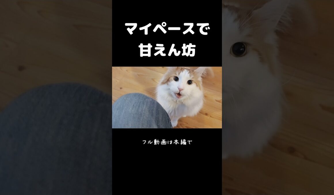 意外な鳴き声の大型猫 #メインクーン #ノルウェージャンフォレストキャット #サイベリアン #大型猫 #猫のいる暮らし #shorts #cat #mainecoon #catshorts​