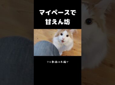 意外な鳴き声の大型猫 #メインクーン #ノルウェージャンフォレストキャット #サイベリアン #大型猫 #猫のいる暮らし #shorts #cat #mainecoon #catshorts​