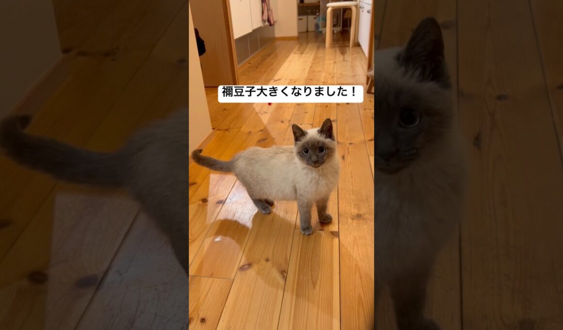 禰󠄀豆子大きくなりました！ #猫 #子猫 #保護猫 #ねこ #cat