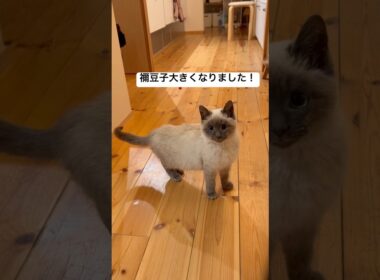 禰󠄀豆子大きくなりました！ #猫 #子猫 #保護猫 #ねこ #cat