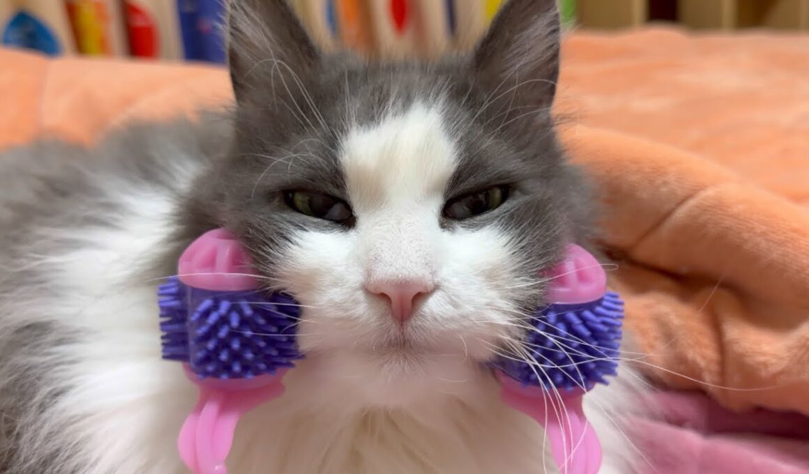 【カワイイ💖】マッサージしてダラダラなもふ猫たちwwwノルウェージャンフォレストキャットとターキッシュアンゴラ