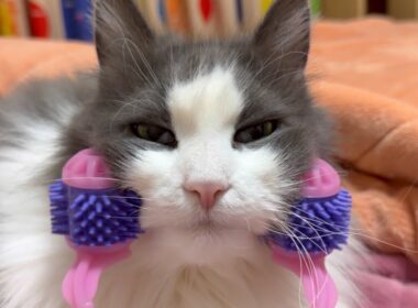 【カワイイ💖】マッサージしてダラダラなもふ猫たちwwwノルウェージャンフォレストキャットとターキッシュアンゴラ