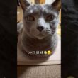 【ロシアンブルー】めろん🍈香箱座りとアンモニャイト💗🥰【猫】#shorts
