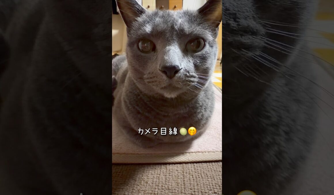 【ロシアンブルー】めろん🍈香箱座りとアンモニャイト💗🥰【猫】#shorts